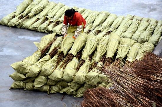 树苗.jpg 树苗.jpg