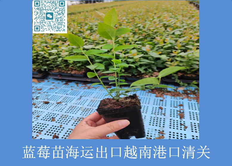 蓝莓苗越南清关.jpg