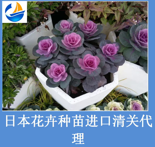 日本花卉种苗进口清关.png 日本花卉种苗进口清关.png