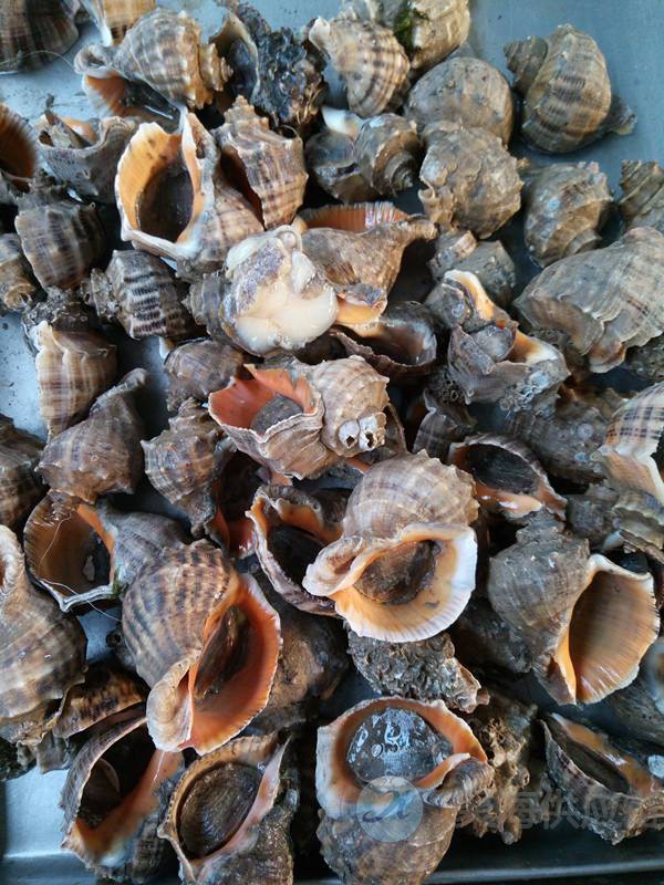 1605232910141531.jpg 冷冻凤螺2.jpg